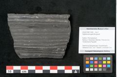 Foto (Objekt + Etikett) von Sigillaria elongata Brongniart (NHMW-GEO-2024-0188-11069)